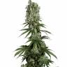 хорошие семена конопли White Strawberry Skunk feminised Strain Hunters Seeds