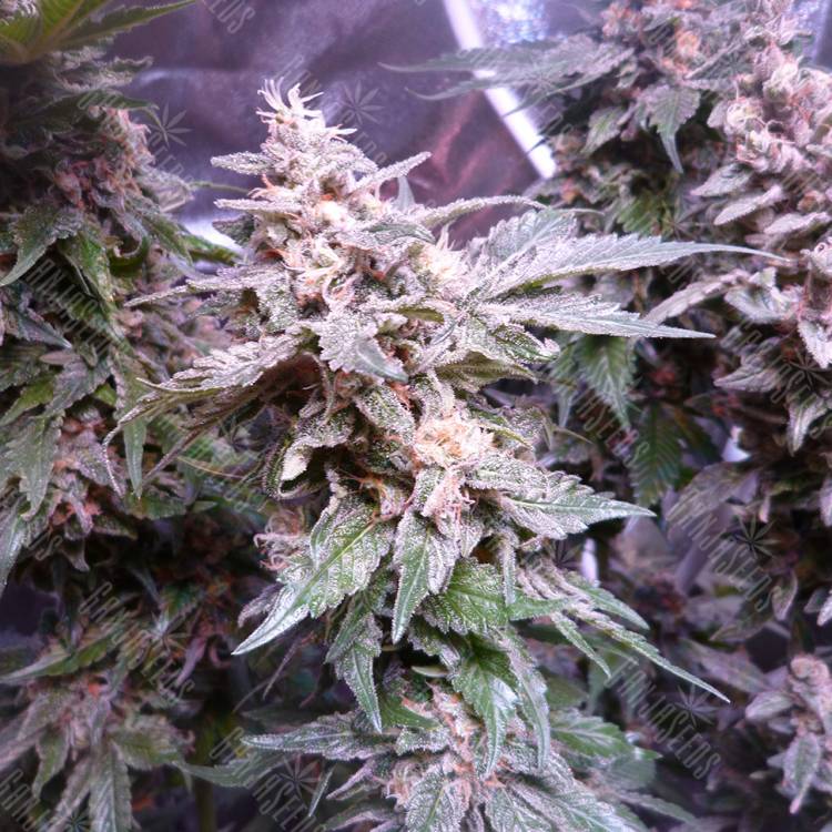 Gorilla feminised Dinafem Seeds