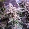 Gorilla feminised Dinafem Seeds