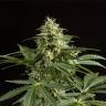 семена индийской конопли Auto Irimshik feminised Bang Seeds