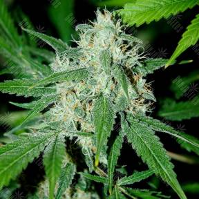 Haze Mist feminised Advanced Seeds