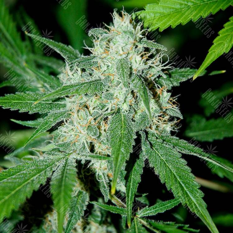 семена культурной конопли купить Haze Mist feminised Advanced Seeds