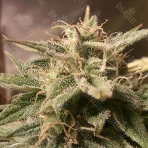 Auto Bubble feminised Female Seeds