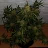 семена индийской конопли Auto Bubble feminised Female Seeds