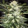 Auto Dedoverde Haze feminised Ganja Seeds
