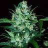 автоцветущие семена конопли Auto Dedoverde Haze feminised Ganja Seeds