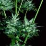 феминизированные семена конопли Auto Dedoverde Haze feminised Ganja Seeds