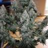 Качественные семена конопли Auto Blueberry feminised GanjaLiveSeeds