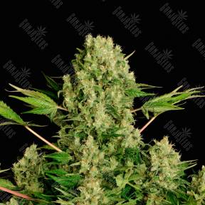 White Russian feminised Ganja Seeds