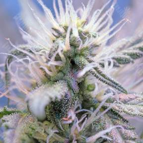 Auto Himalaya Blue Diesel feminised Ganja Seeds
