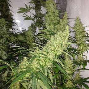 8 Miles High regular Mandala Seeds