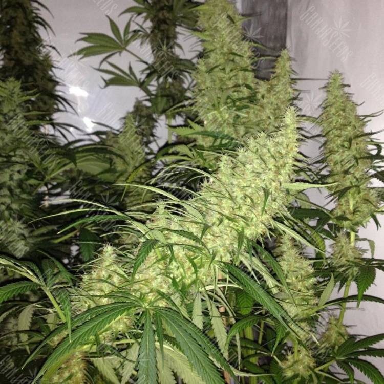 семена конопли интернет магазин 8 Miles High regular Mandala Seeds