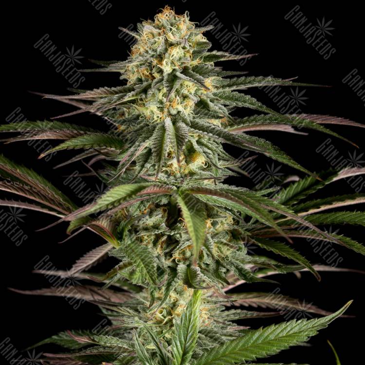 Kush'N'Cheese feminised Dinafem Seeds Kush'N'Cheese feminised Dinafem Seeds