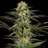Kush'N'Cheese feminised Dinafem Seeds Kush'N'Cheese feminised Dinafem Seeds
