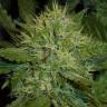 Kush'N'Cheese feminised Dinafem Seeds Kush'N'Cheese feminised Dinafem Seeds