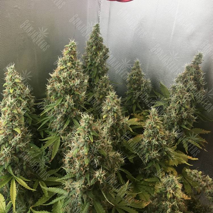семена конопли дешево New York Diesel regular Ganja Seeds