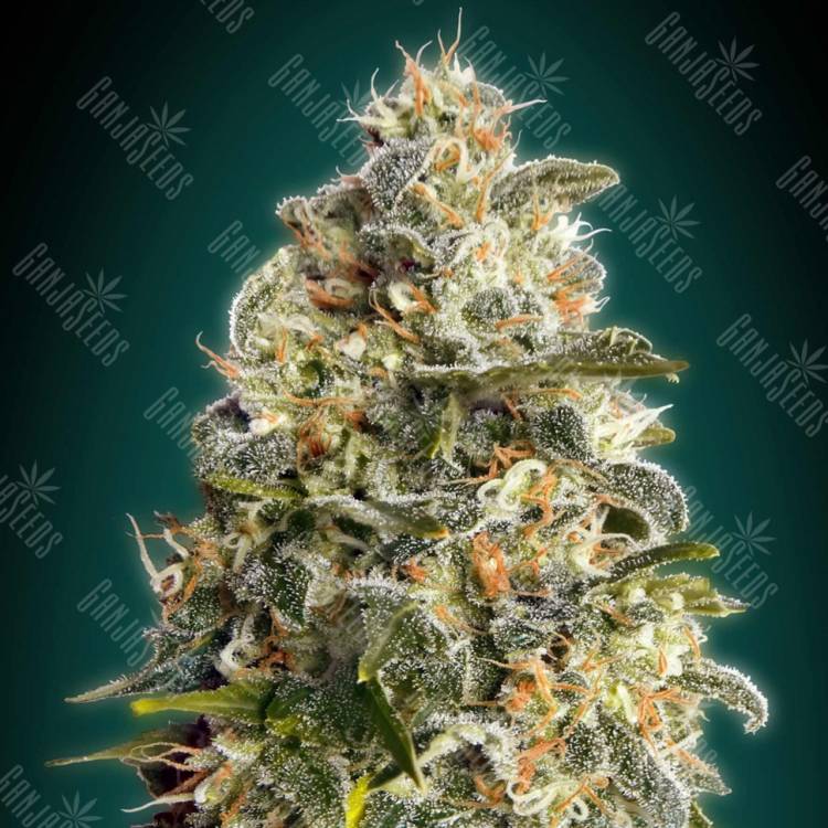 семена конопли для посадки купить Heavy Bud feminised Advanced Seeds