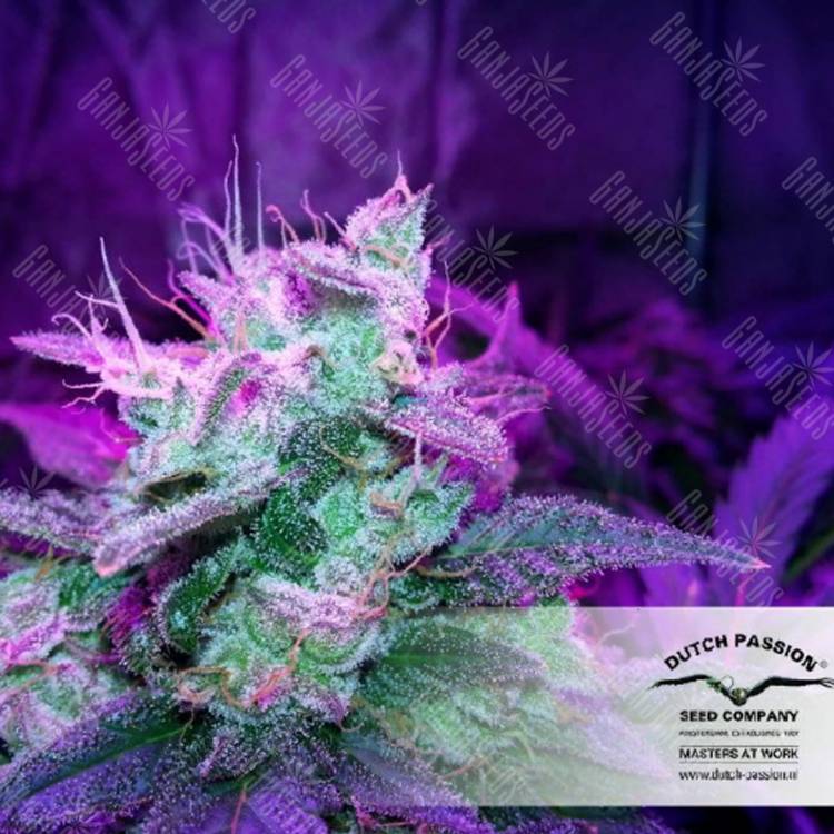 мощные семена конопли Auto SnowStorm #2 feminised Dutch Passion Seeds