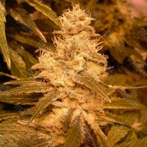 Auto Kush feminised Female Seeds