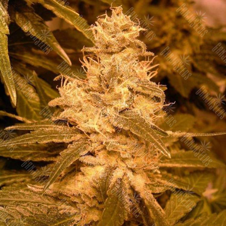 мощные семена конопли Auto Kush feminised Female Seeds