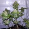 семена конопли медицинской Auto Cheesy CBD feminised Philosopher Seeds