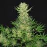 семена конопли недорого Double Dutch feminised Serious Seeds