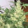 семена конопли в оригинальных упаковках Auto Cheese feminised GanjaLiveSeeds