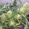 заказать качественные семена конопли Auto Cheese feminised GanjaLiveSeeds