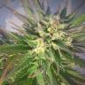 Grapefruit CBD feminised Ganja Seeds