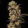 семена культурной конопли купить 1024 feminised