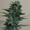 семена конопли для посадки купить 1024 feminised