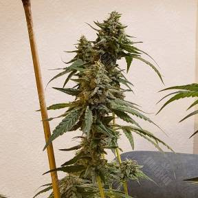 Auto Fruit feminised Ganja Seeds