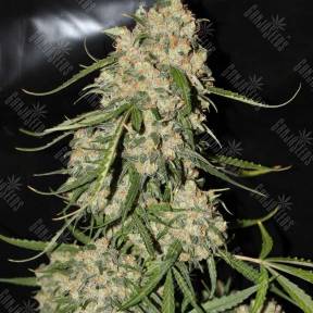Mountain Kush feminised Ganja Seeds