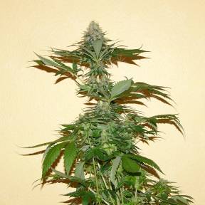 Auto Nirvana Sky feminised Ganja Seeds