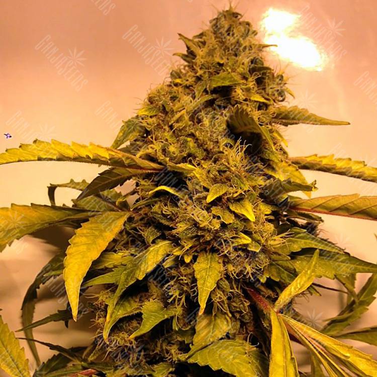 заказ семян конопли Beyond the Brain regular Mandala Seeds