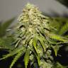Auto Super Silver Haze feminised Ganja Seeds