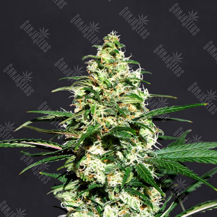 заказать качественные семена конопли Auto Exodus Cheese CBD feminised Green House Seeds