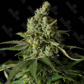 Moby Dick feminised Dinafem Seeds
