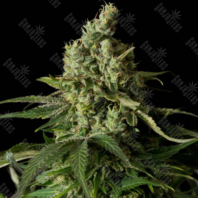 Moby Dick feminised Dinafem Seeds Moby Dick feminised Dinafem Seeds