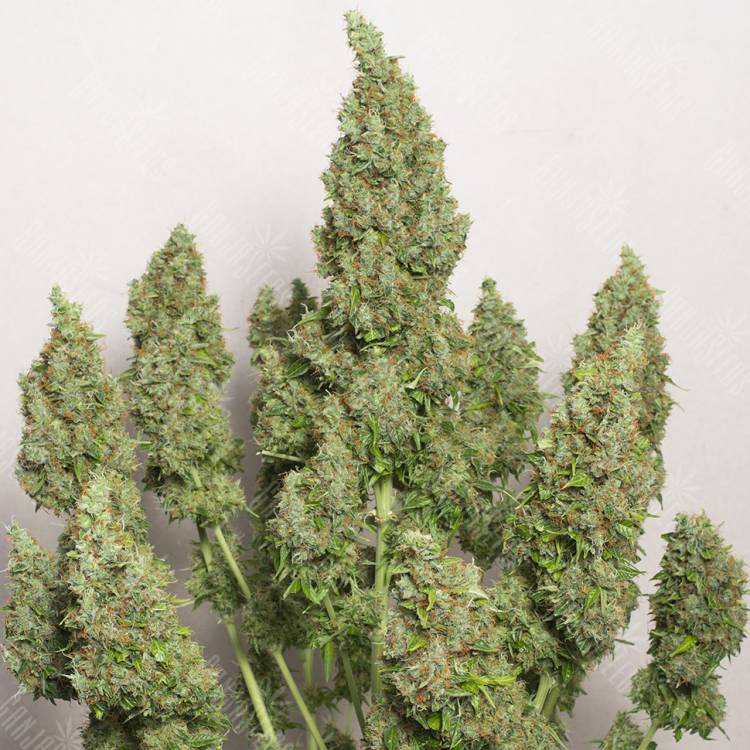 семена конопли курьером Auto Issyk feminised Bang Seeds