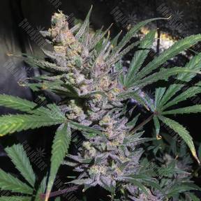 Auto White Diesel Haze regular Ganja Seeds