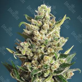 Ice Kush feminised Advanced Seeds