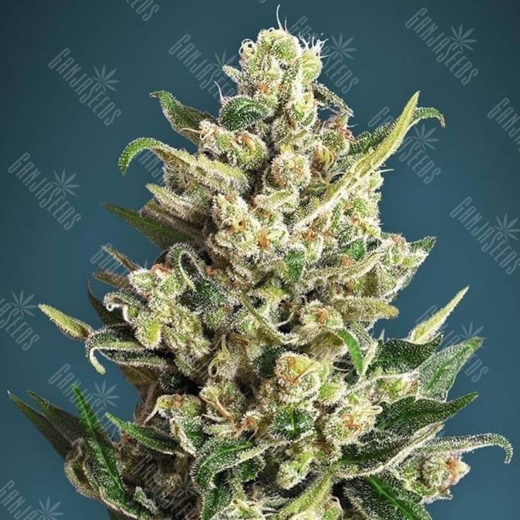 семена конопли индика Ice Kush feminised Advanced Seeds
