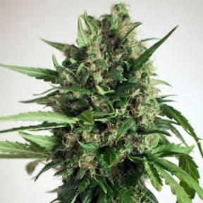Auto Taiga #2 feminised Dutch Passion Seeds