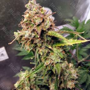 Auto NL feminised Female Seeds