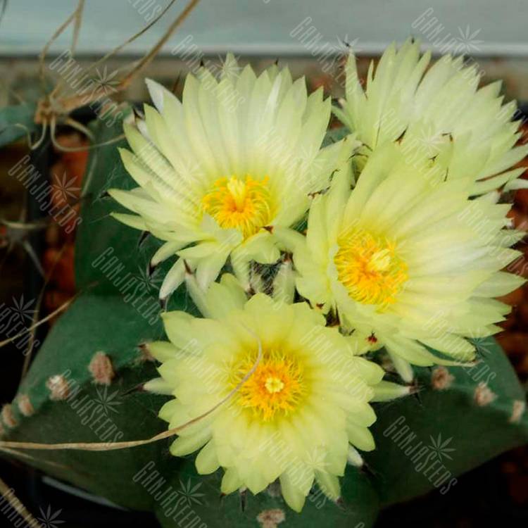 Семена кактуса Astrophytum MIX Семена кактуса Astrophytum MIX