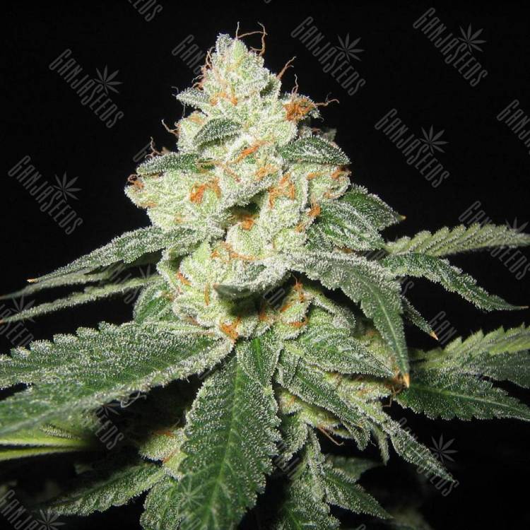Семена марихуаны Auto Great White Shark feminised GanjaLiveSeeds