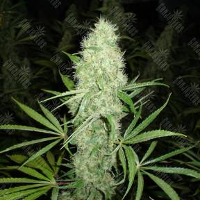 Brazil Sativa feminised Ganja Seeds