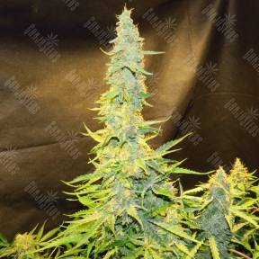 Northern Lights x AK feminised Ganja Seeds