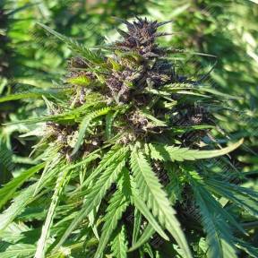 Chill-OM regular Mandala Seeds